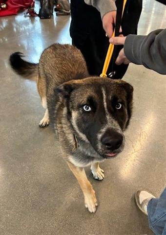 PASHA - Siberian Husky available for adoption