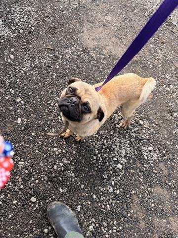 MARLEY - Pug available for adoption