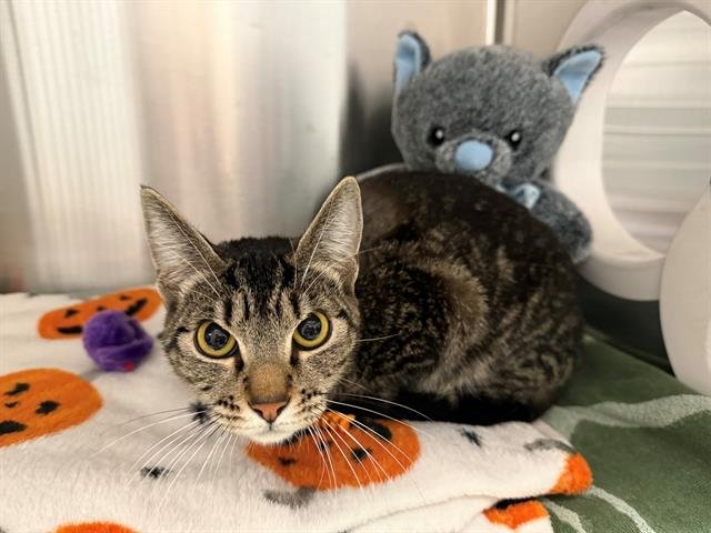 ANNA KENDRICK - Domestic Short Hair available for adoption