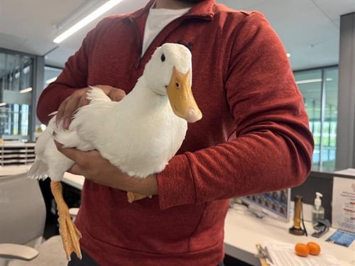 DALILA - Duck available for adoption