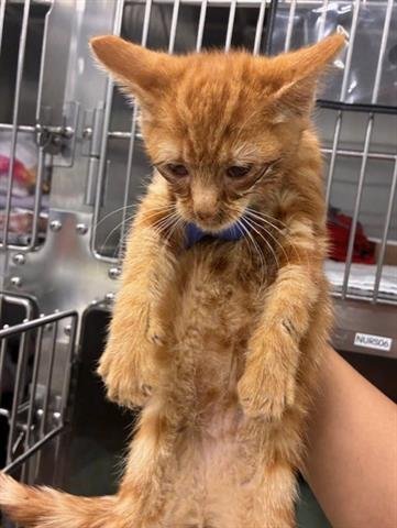 PUMPKIN - Domestic Short Hair available for adoption