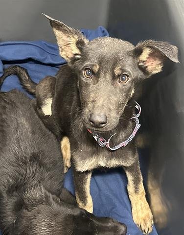 BEBE - German Shepherd Dog available for adoption