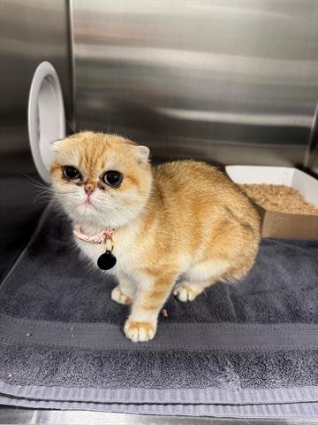 CATHERINE THE GREAT - Scottish Straight available for adoption