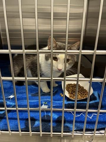 JAGGER - Domestic Short Hair available for adoption