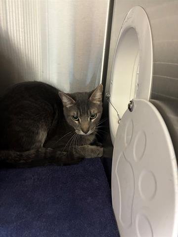 BARN CAT COCO - Domestic Short Hair available for adoption