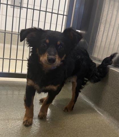 TURTLE - Terrier available for adoption