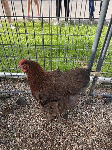 A133393 - Chicken available for adoption