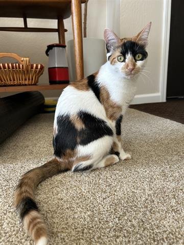 EMMA ROSE - Domestic Short Hair available for adoption