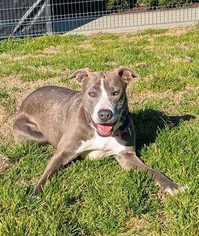 IRIS - Pit Bull Terrier available for adoption