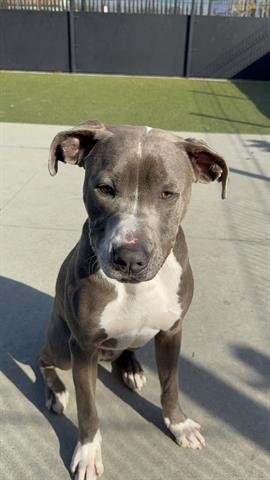 ENZO - Pit Bull Terrier available for adoption