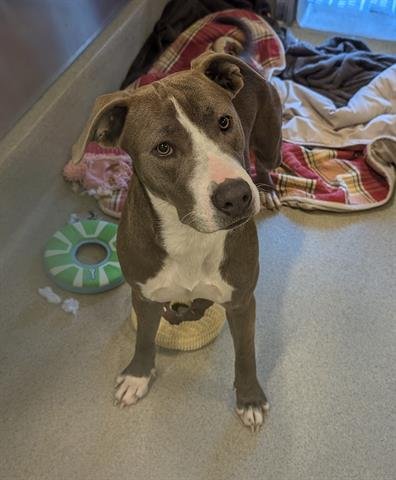 IRIS - Pit Bull Terrier available for adoption