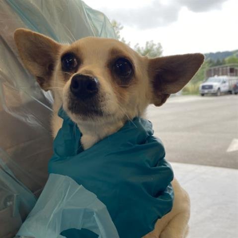 BARB - Chihuahua available for adoption