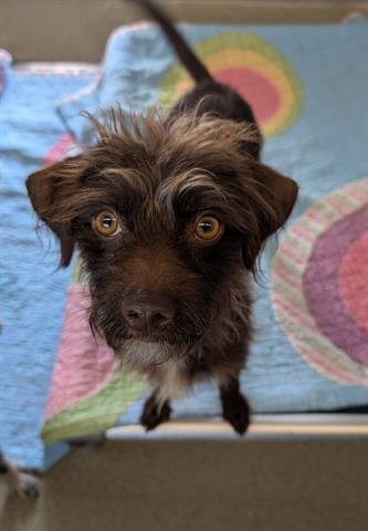 YOGI - Terrier available for adoption