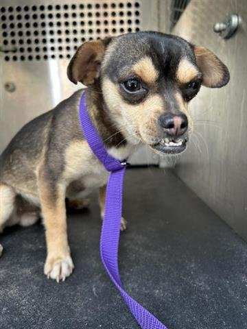 ZETH - Chihuahua available for adoption