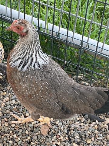 A133388 - Chicken available for adoption