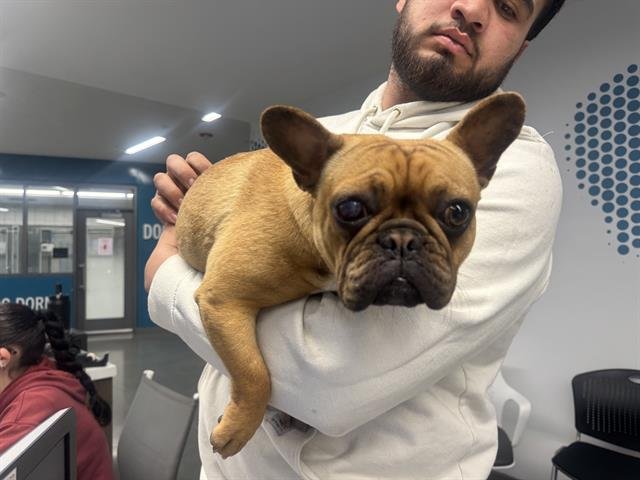 LUZERO - French Bulldog available for adoption