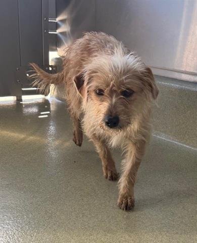 DARCY - Cairn Terrier available for adoption