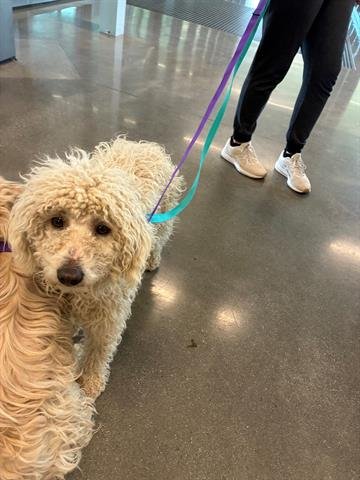 GWEN - Maltese / Poodle (Miniature) available for adoption