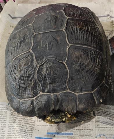 A132150 - Turtle available for adoption