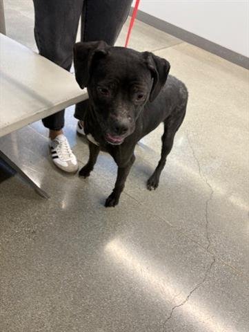 MARY - Beagle / Pit Bull Terrier available for adoption