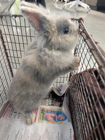 SMOKEY - Shorthaired Rabbit available for adoption
