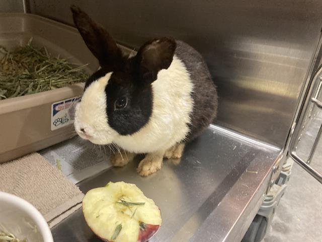CARROTS - Shorthaired Rabbit available for adoption
