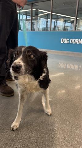 MARLENE - Border Collie available for adoption