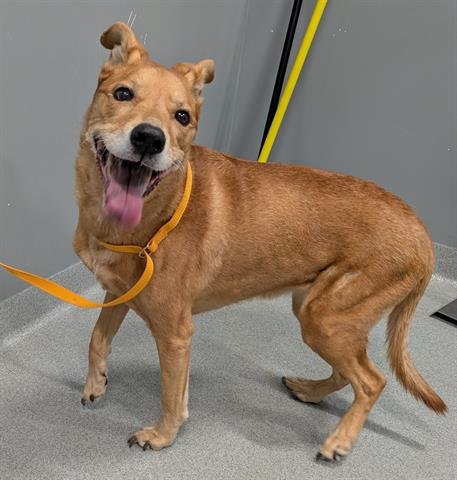 GYPSIE - German Shepherd Dog available for adoption