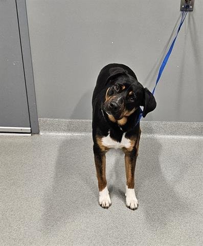 BENNY - Australian Cattle Dog/Blue Heeler available for adoption