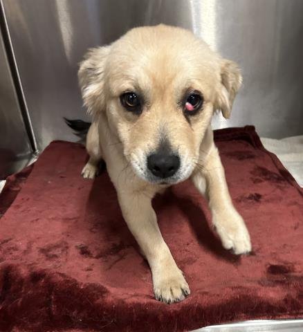 LEXI - Terrier available for adoption