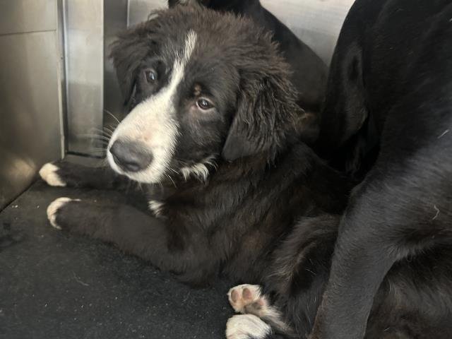 TEDDY - Border Collie / Labrador Retriever available for adoption