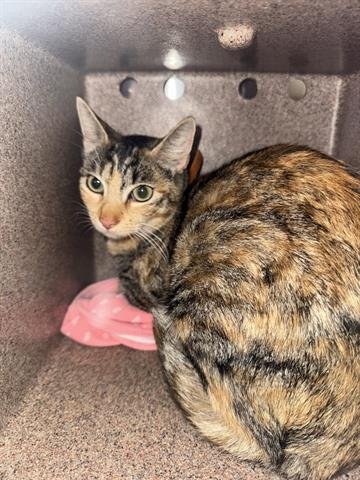 BETTY - Domestic Medium Hair available for adoption