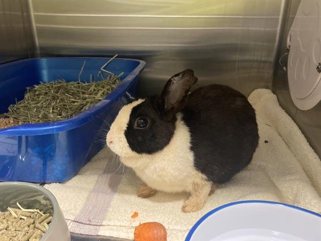 BLOSSOM - Shorthaired Rabbit available for adoption