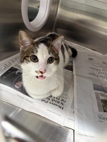 FRED - Domestic Short Hair available for adoption