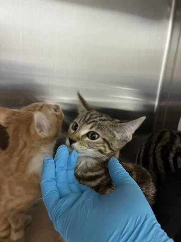 TULIP - Domestic Short Hair available for adoption