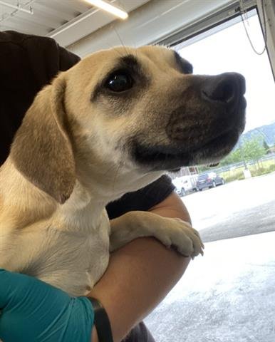 DESIREE - Chihuahua available for adoption