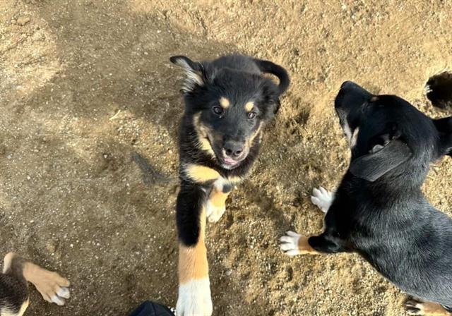 PHOENIX - German Shepherd Dog available for adoption