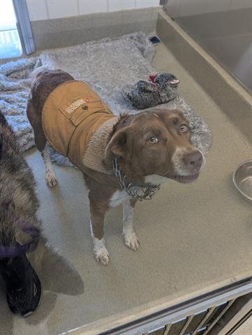 BRANDY - Border Collie available for adoption