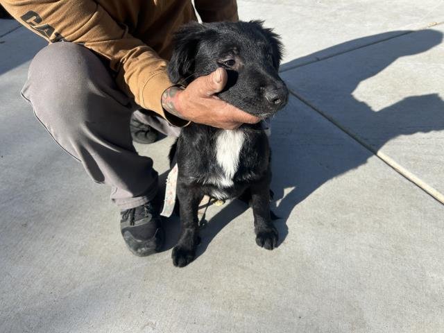 MILLIE - Border Collie / Labrador Retriever available for adoption