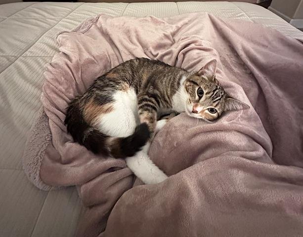 PENELOPE - Domestic Short Hair available for adoption