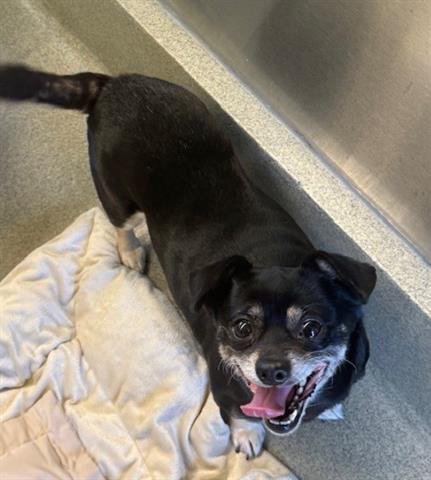 LINDA - Chihuahua available for adoption