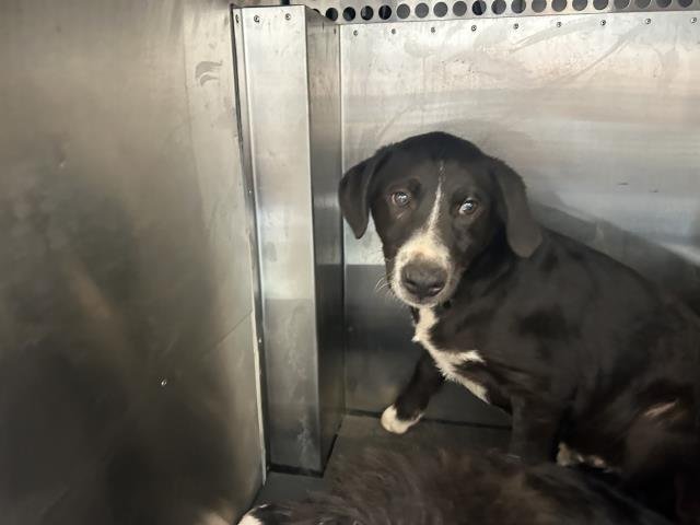 PIP - Border Collie / Great Pyrenees available for adoption