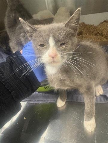 NORRIS - Domestic Short Hair available for adoption