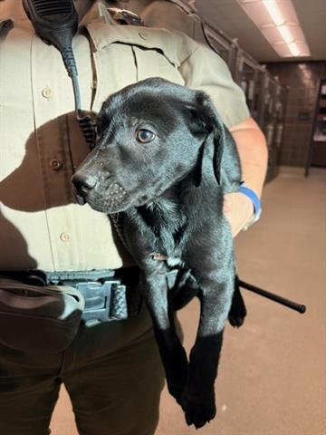 OPALITE - Australian Cattle Dog/Blue Heeler available for adoption