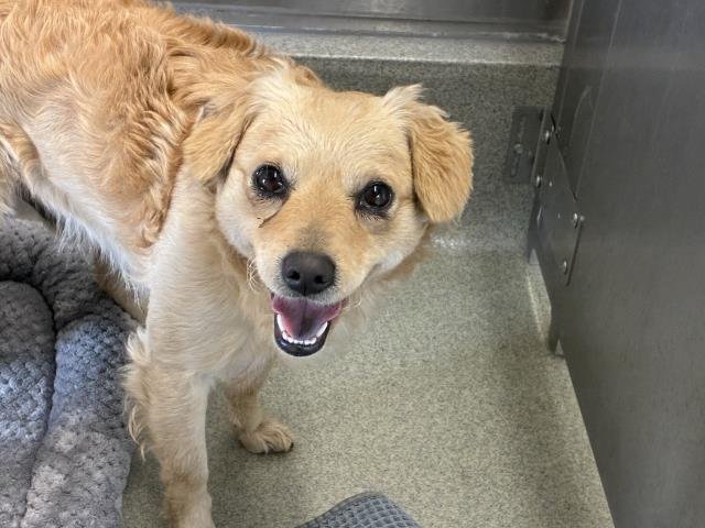 GREGORY - Cavalier King Charles Spaniel available for adoption