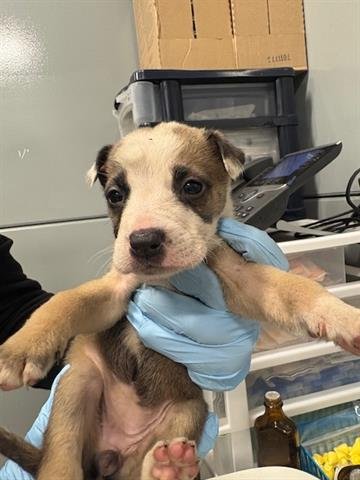 AIKO - Chihuahua available for adoption