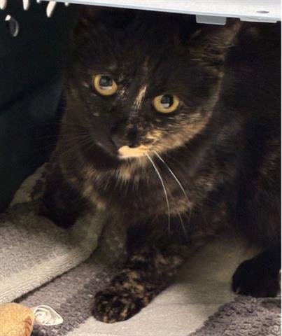 CINDER - Domestic Short Hair available for adoption