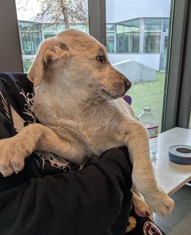 DYLAN - Great Pyrenees available for adoption