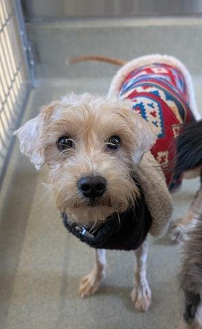 PENNY - Poodle (Miniature) available for adoption