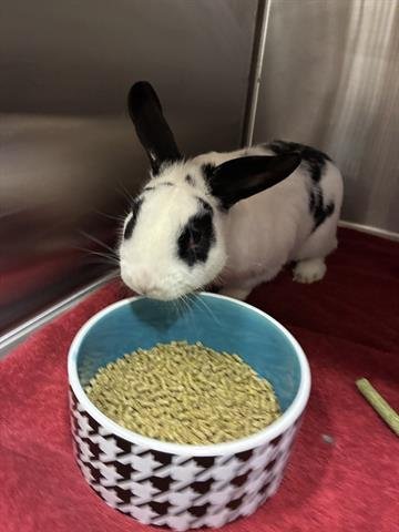 CLYDE - Shorthaired Rabbit available for adoption